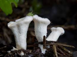 Attēlu rezultāti vaicājumam “Sistotrema confluens”