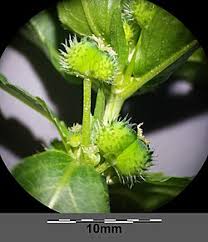 Attēlu rezultāti vaicājumam “Mercurialis perennis bud”