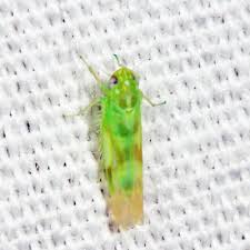 Attēlu rezultāti vaicājumam “Empoasca sp.”