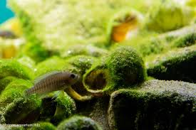 Attēlu rezultāti vaicājumam “Bilimbia tetramera”