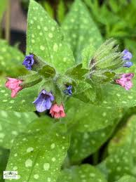 Attēlu rezultāti vaicājumam “Pulmonaria saccharata”