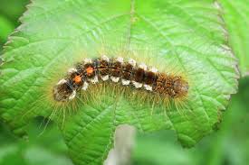 Attēlu rezultāti vaicājumam “Euproctis similis larva”