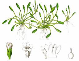 Attēlu rezultāti vaicājumam “Limosella aquatica”