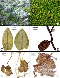 Attēlu rezultāti vaicājumam “Bryum weigelii”