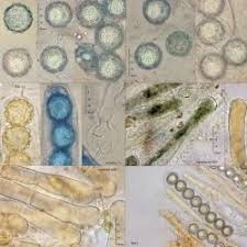 Attēlu rezultāti vaicājumam “Lamprospora tortulae-ruralis”