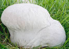 Attēlu rezultāti vaicājumam “Calvatia utriformis”