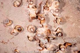 Attēlu rezultāti vaicājumam “Agathomyia wankowiczii”