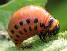 Attēlu rezultāti vaicājumam “Leptinotarsa decemlineata”