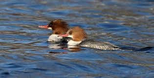Attēlu rezultāti vaicājumam “Mergus merganser female”