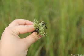 Attēlu rezultāti vaicājumam “Cinclidium stygium”