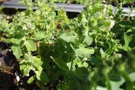 Image result for bilsenkraut