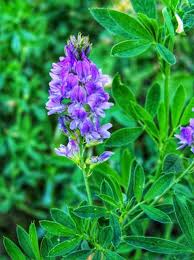 Attēlu rezultāti vaicājumam “Medicago sativa subsp. falcata leaf”