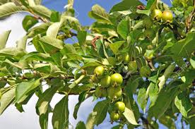 Attēlu rezultāti vaicājumam “Malus mandshurica”