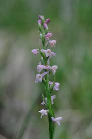 Attēlu rezultāti vaicājumam “Gymnadenia conopsea leaf”