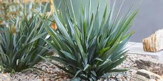 Attēlu rezultāti vaicājumam “Dianema nivale sessile”