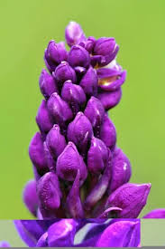 Attēlu rezultāti vaicājumam “Orchis mascula flower”