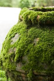 Attēlu rezultāti vaicājumam “moss”