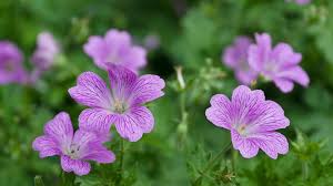 Image result for Storchschnäbel