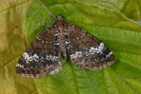 Attēlu rezultāti vaicājumam “Perizoma alchemilla”