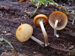 Attēlu rezultāti vaicājumam “Galerina marginata”