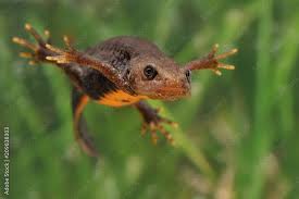 Attēlu rezultāti vaicājumam “Triturus cristatus”