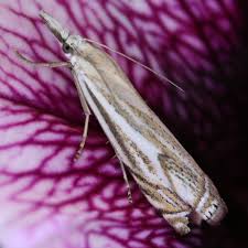 Attēlu rezultāti vaicājumam “Crambus silvella”