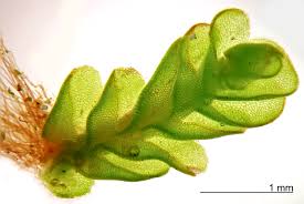 Attēlu rezultāti vaicājumam “Jungermannia hyalina cells”