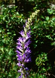 Image result for Campanula spicata