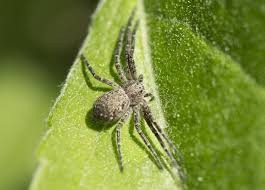 Attēlu rezultāti vaicājumam “Philodromidae”