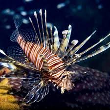 Image result for Pterois volitans