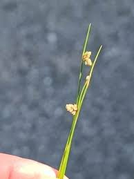 Attēlu rezultāti vaicājumam “Juncus filiformis”