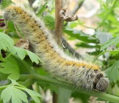 Attēlu rezultāti vaicājumam “Lasiocampa trifolii male”