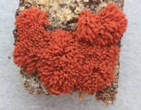 Attēlu rezultāti vaicājumam “Heterotrichia oerstedii (syn. Arcyria oerstedii)”