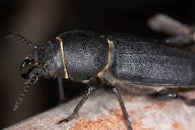 Attēlu rezultāti vaicājumam “Spondylis buprestoides”