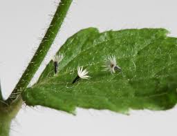 Attēlu rezultāti vaicājumam “Galinsoga quadriradiata leaf”