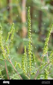 Attēlu rezultāti vaicājumam “Ambrosia artemisiifolia bud”