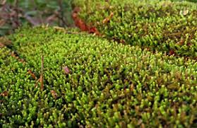 Attēlu rezultāti vaicājumam “Odontoschisma denudatum cells”