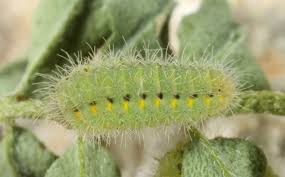 Attēlu rezultāti vaicājumam “Zygaena lonicerae larva”