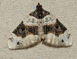 Attēlu rezultāti vaicājumam “Cosmorhoe ocellata”