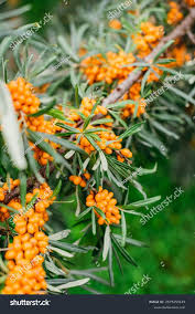 Attēlu rezultāti vaicājumam “Hippophae rhamnoides”