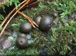 Attēlu rezultāti vaicājumam “Lycogala paraconfusum macro”