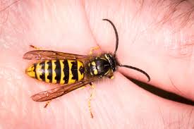 Attēlu rezultāti vaicājumam “Vespula germanica male”