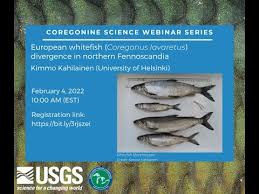 Image result for Coregonus lavaretus