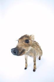 Attēlu rezultāti vaicājumam “Sus scrofa”