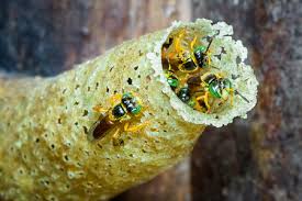 Attēlu rezultāti vaicājumam “Diaperis boleti nest”