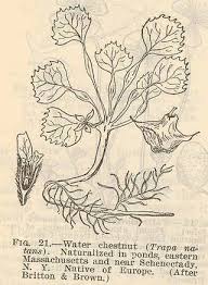 Attēlu rezultāti vaicājumam “Trapa natans”