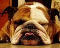 Buy Zithromax Without Prescription » Custer's British Bulldogs