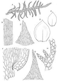 Attēlu rezultāti vaicājumam “Pseudoscleropodium purum”