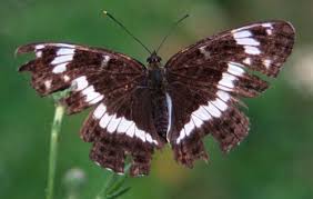 Attēlu rezultāti vaicājumam “Limenitis camilla upperside”