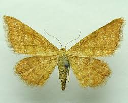 Attēlu rezultāti vaicājumam “Idaea serpentata”